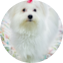 Maltese Puppy For Sale - Puppy Love PR